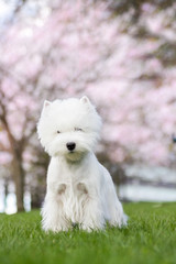 White west terrier in beautiful flowers park.	