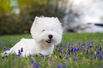 White west terrier in beautiful flowers park.	