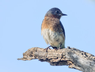 Eastern Bluebird - North American wild songbird