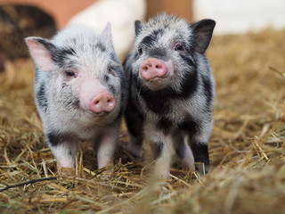 Funny little pigs on the farm