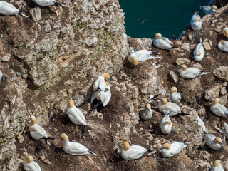 Northern gannets nesting on cliff tops.