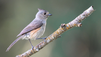 Tufted Titmouse - North American wild songbird