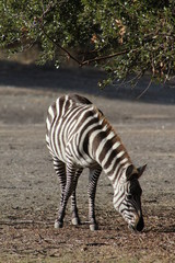 Fototapeta na wymiar Grant's Zebra Mare grazing