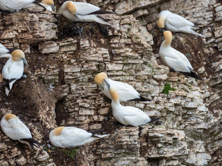Obraz premium Northern gannets nesting on cliff tops.