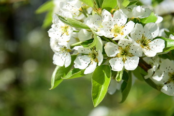 Birnenblüten - Birnenbaumblüten - Birnbaum in Blüte 