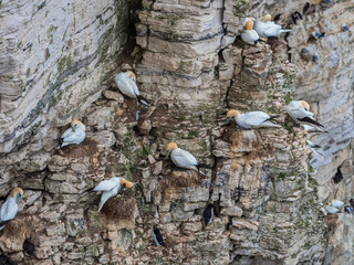 Northern gannets nesting on cliff tops.