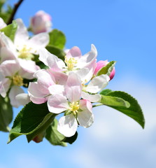 Obraz premium Apfelbaumblüten - Apfelbaum - Blütezeit in Lana in Südtirol