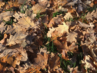 Autumn yellow-orange Oak Leaves on the ground among green grass in the forest in October