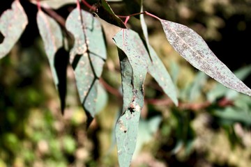 Dry leafs