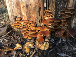 Honey fungus mushroom (Armillaria mellea) on a tree in the forest in October