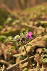 Cardamine glanduligera - Dentaria glandulosa - spring wild flower