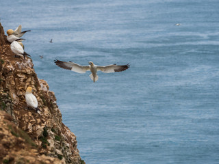 Northern gannets on cliff tops. Gannets hovering overhead.