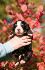Obraz na płótnie Canvas Bernese mountain dog baby in man hands. 2 weeks old puppy in kennel.