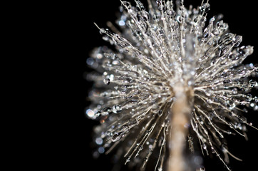 Ice on a foxtail isolated on black 