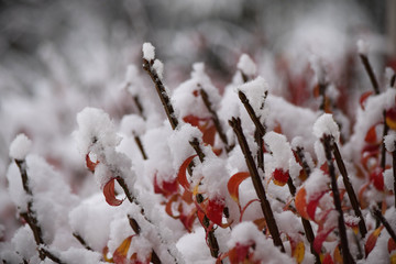 Snow Piled up on Red and Orange Burning Bush Leaves