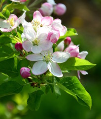 Apfelbaum Blüten - Apfelbaumblüte in Südtirol