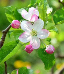 Apfelbaum Blüten - Apfelbaumblüte in Südtirol