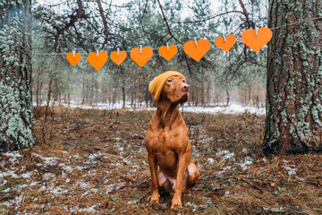 ginger hungarian vizsla dog in a knitted hipster hat sits on a background of St. Valentine's Day...