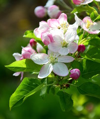 Apfelbaum Blüten -  Apfelbaumblüten zur Blütezeit in Südtirol