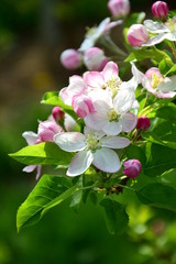 Apfelbaumblüten - Apfelbaum - Blütezeit in Lana in Südtirol