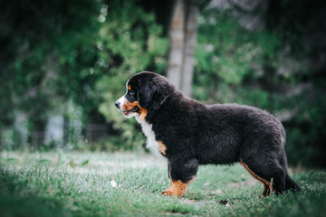 Bernese mountain dog puppy outside. So cute and small bernese puppy.	
