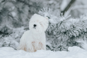 White west terrier dog playing outside in the snow.	