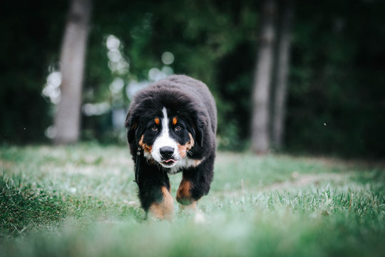 Bernese mountain dog puppy outside. So cute and small bernese puppy.