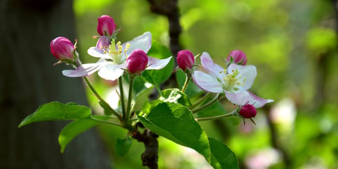 Apfelbaum Blüten -  Apfelbaumblüten zur Blütezeit in Südtirol