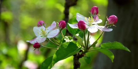 Apfelbaum Blüten -  Apfelbaumblüten zur Blütezeit in Südtirol