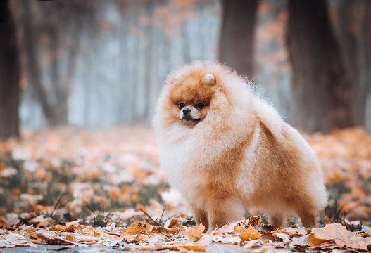 Super beautiful pomeranian dog posing outside 