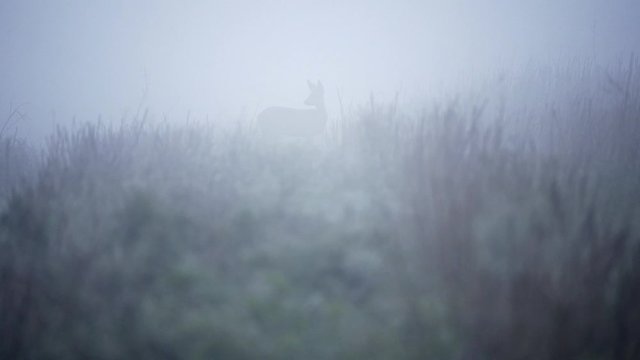 Single Fallow Deer (Dama dama) in morning mist. Deer in the nature habitat.