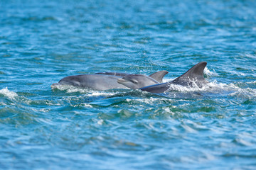 Cute baby dolphin