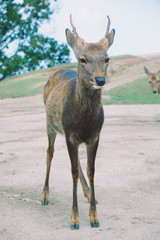 fallow deer