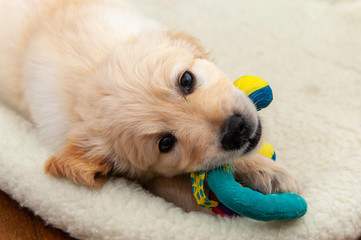 Golden Retriever Puppy with Toy 2 