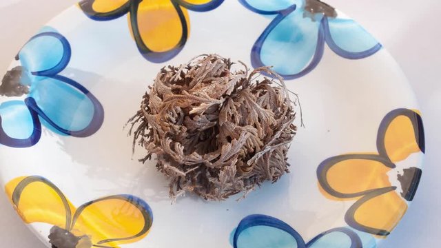 Time-lapse of opening Rose of Jericho in a colorful plate with a little water. Resurrection Plant (Selaginella lepidophylla)