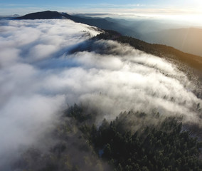 Magic Fog in Carpathian Mountain Pine Forest