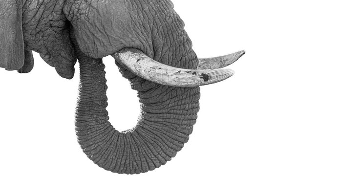Elephant close ups in the kruger national park 