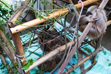 Baby Sloth, Manuel Antonio National Park, Costa Rica, Central America