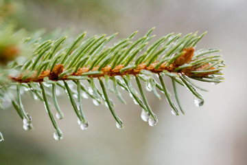 Naklejka premium branch of a pine tree and water drops