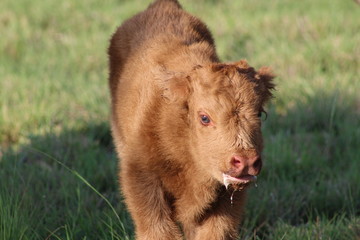 Red Scottish Highland Calf