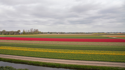 Obraz premium Dutch colorful tulips field in Netherlands. Spring natural landscape. Background, wallpaper