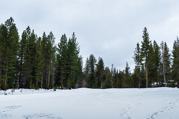 winter landscape with trees and snow