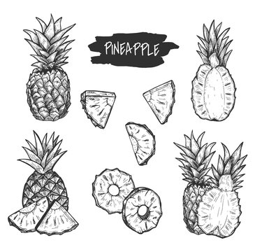 Detailed tropical pineapple drawing