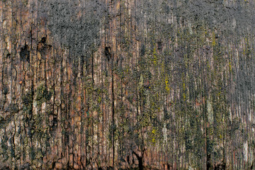 Obraz premium wet wooden table with dirty moss and charred places