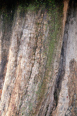 Closeup texture of a decayed old tree with green moss