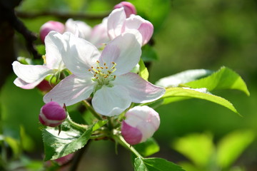 Apfelbaum Blüten - Apfelbaumblüte in Südtirol