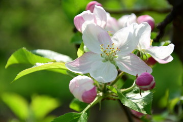 Fototapeta na wymiar Apfelbaum Blüten - Apfelbaumblüte in Südtirol