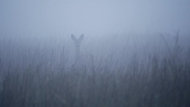 Single Fallow Deer (Dama dama) in morning mist. Deer in the nature habitat.