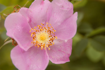 Cultivated pink Wild Bush Rose flower and green foliage in domestic garden