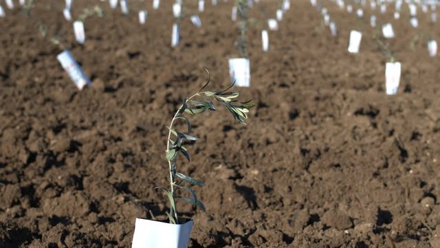 Super intensive olive grove. Organic cultivation plantation of olive trees in parallel rows. Seedlings in an olive orchard. Dolly shot of a little tree in the foreground. Shot in 6k. Slow motion.